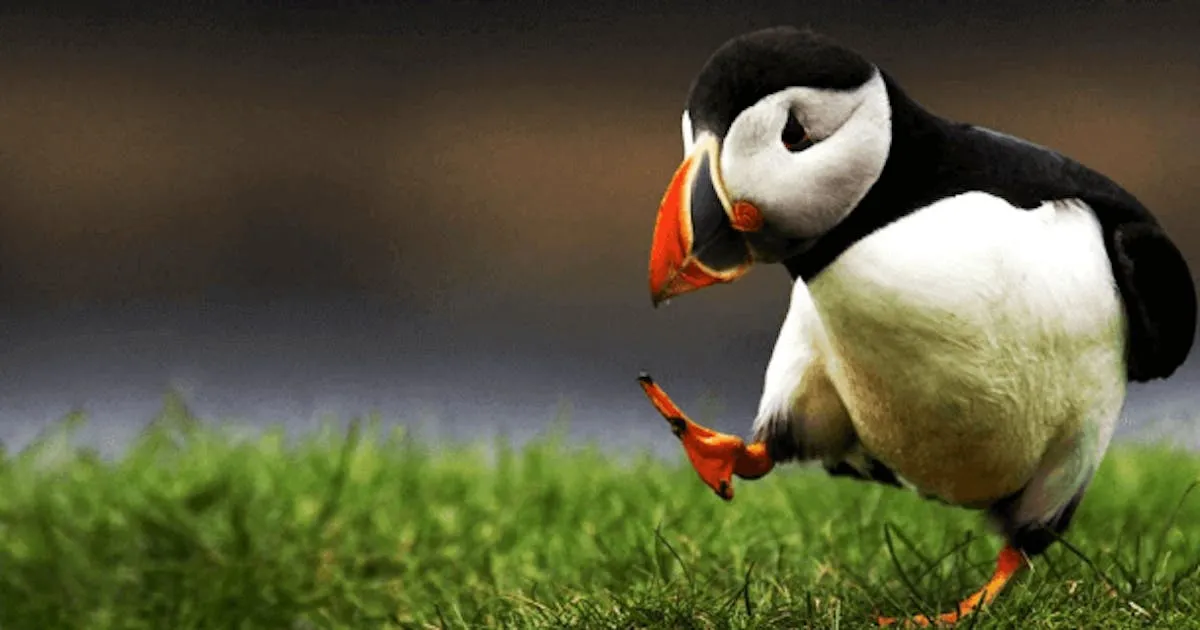 Picture of dodo bird with text: this simulation is awesom, except I have no clue what I'm doing